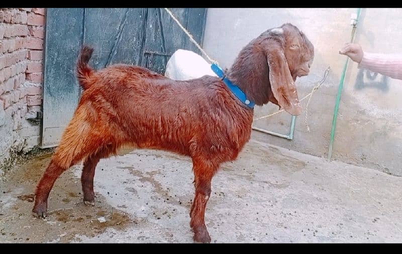 desi bakra 03164350590 0