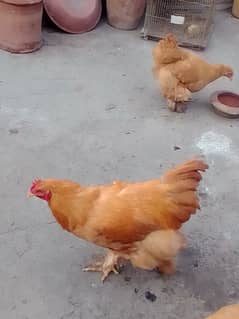 golden buff hens