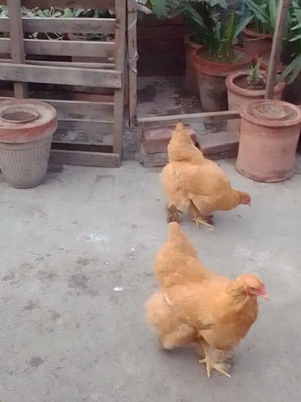 golden buff hens 3