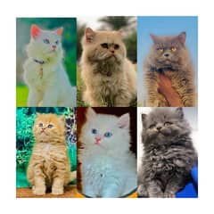 Persian triple coated punch face kitten available for sale