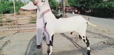 Rajanpuri Bakra Urgent For Sale WhatsApp  0313,,4947,,622