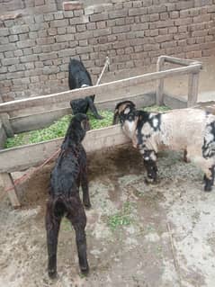 Goat desi for sale. 2 bakry