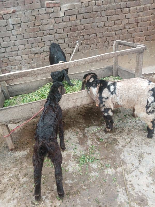 Goat desi for sale. 2 bakry 0