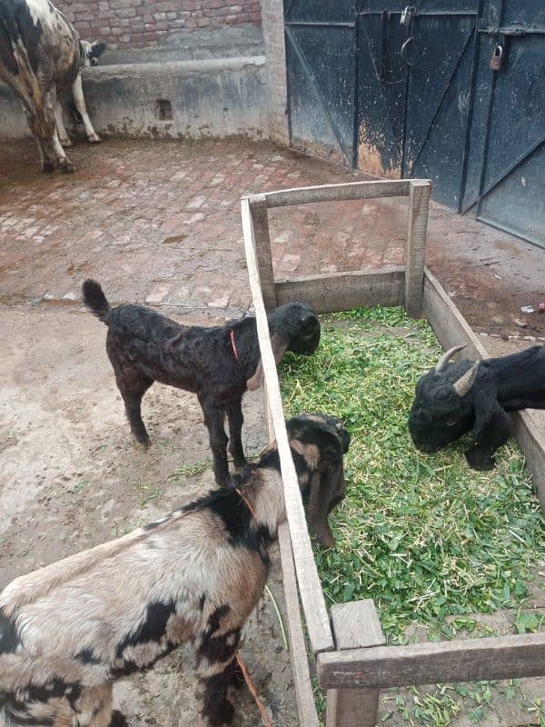 Goat desi for sale. 2 bakry 1