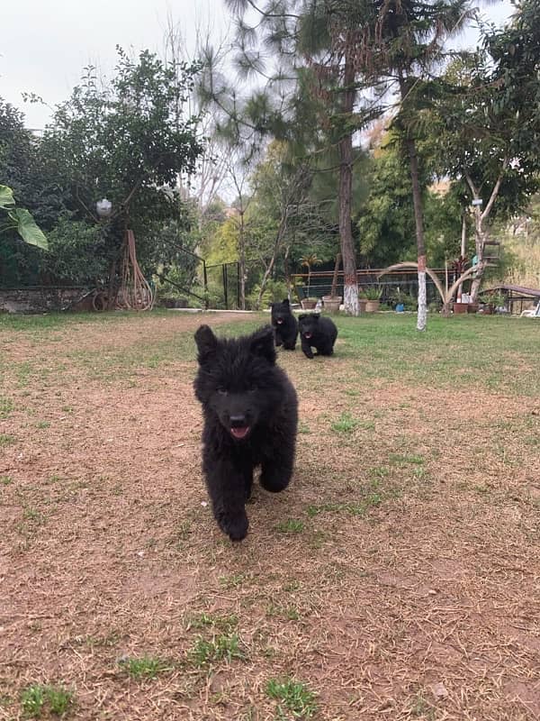 Black German shepherd long coat for sale 2