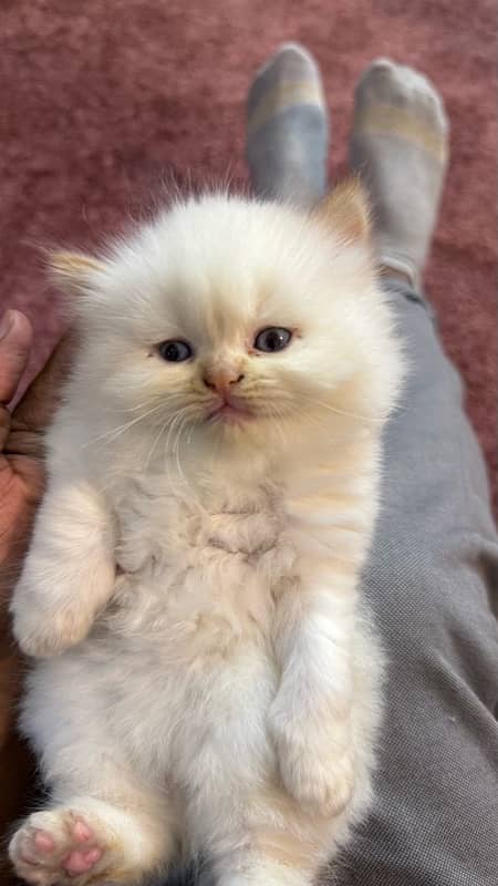 Two (White and Brown) Triple Coated Persian kittens 0