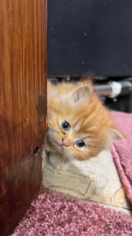 Two (White and Brown) Triple Coated Persian kittens 1