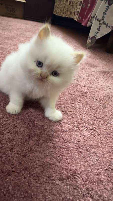 Two (White and Brown) Triple Coated Persian kittens 3