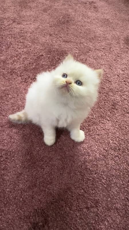 Two (White and Brown) Triple Coated Persian kittens 6