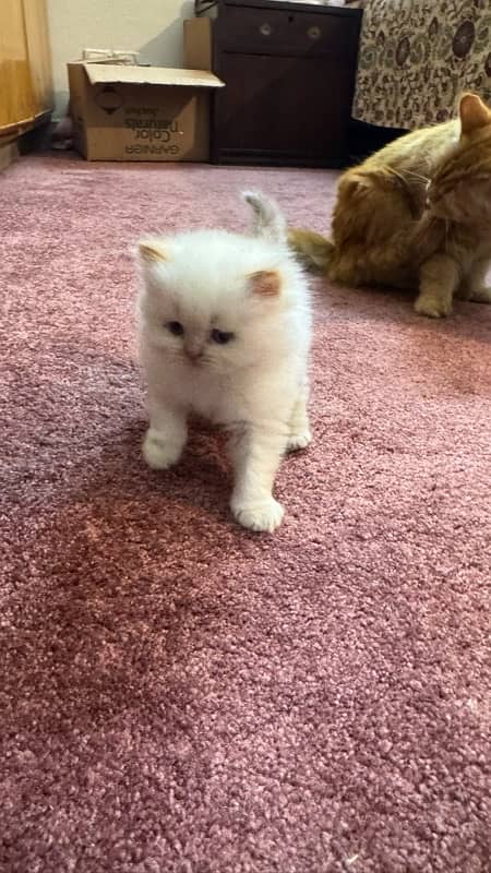 Two (White and Brown) Triple Coated Persian kittens 7