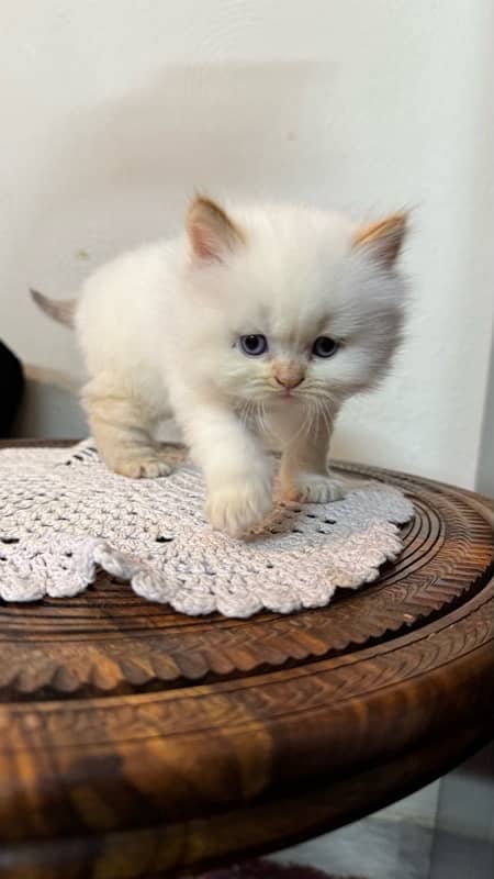 Two (White and Brown) Triple Coated Persian kittens 9