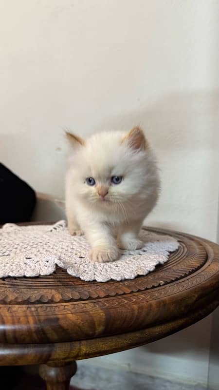 Two (White and Brown) Triple Coated Persian kittens 10