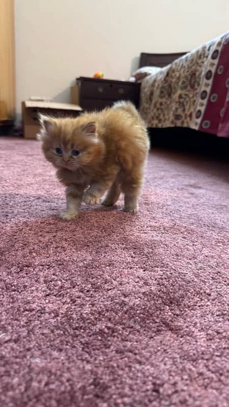 Two (White and Brown) Triple Coated Persian kittens 13