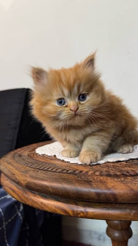 Two (White and Brown) Triple Coated Persian kittens 14