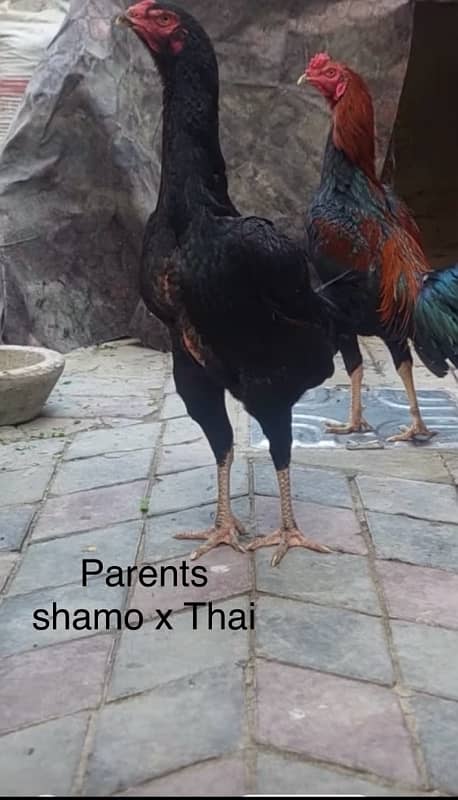 Shamo X Thai Aseel chicks 4