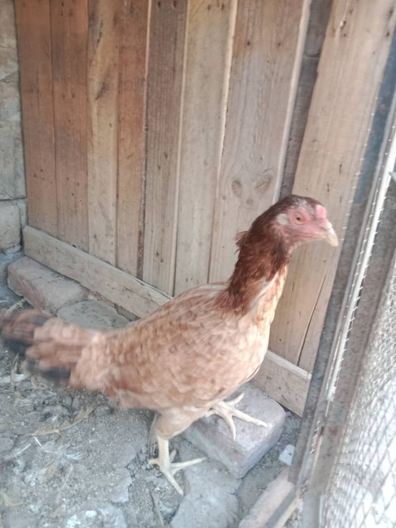 Aseel Hens & cock 1