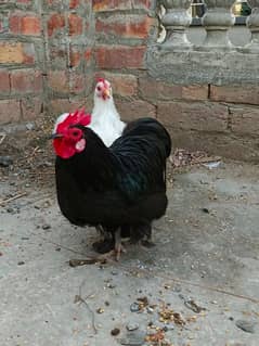 Bantam