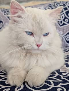 Persian Cat Blue Eyes Triple Coat