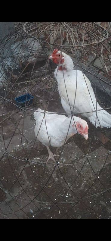 heera, breedar pair 4 sale 0