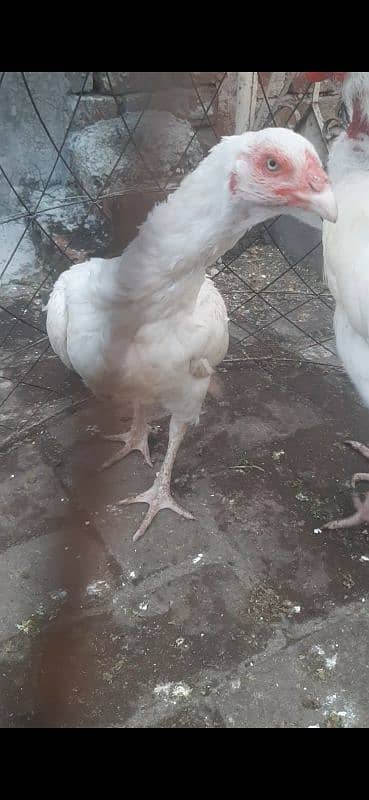 heera, breedar pair 4 sale 1