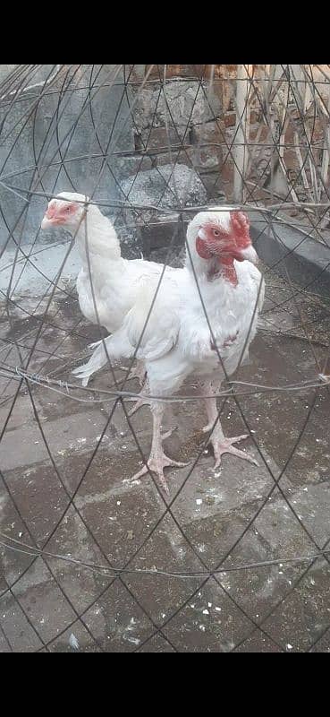 heera, breedar pair 4 sale 2