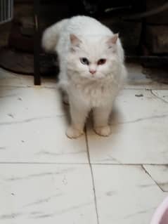 Persian cat for sale