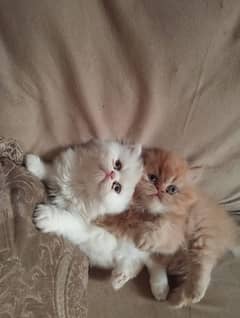 punch face Persian kitten