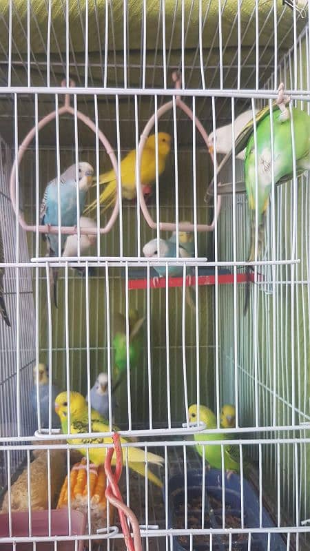 Healthy Ready to Pair Budgies for sale. 0