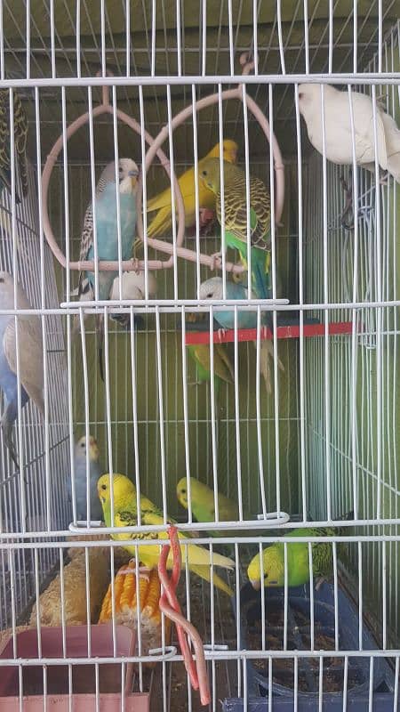 Healthy Ready to Pair Budgies for sale. 1