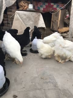 white buff . Black buff . molted buff . white silky hens