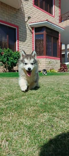 siberian husky puppy available for sale