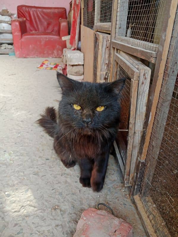 black persain cat male 0