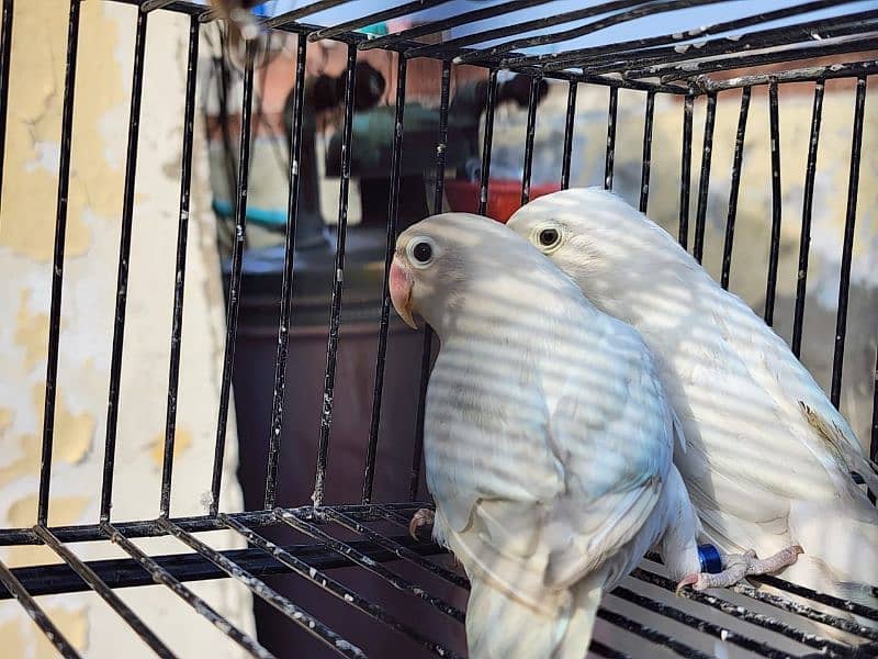 love birds albino 0