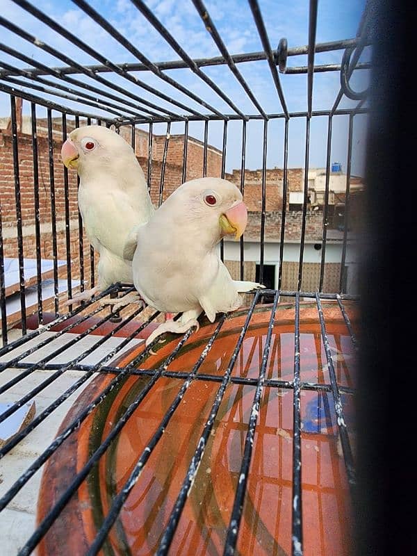 love birds albino 1