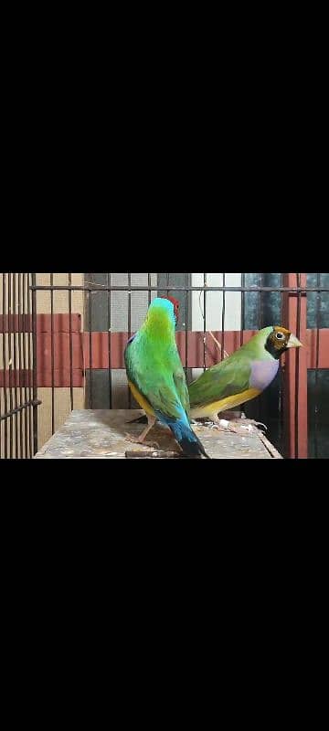 Gouldian split Blue Breeder pair 0