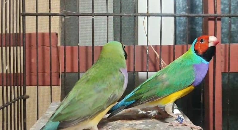 Gouldian split Blue Breeder pair 1