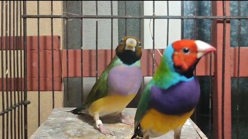 Gouldian split Blue Breeder pair 2