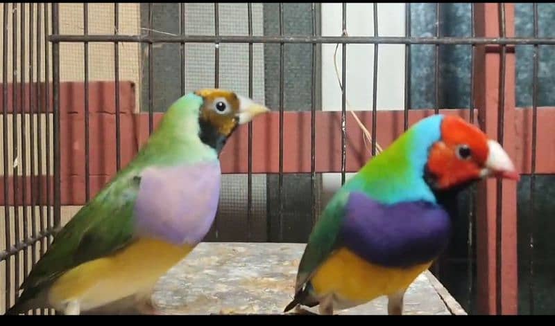 Gouldian split Blue Breeder pair 3