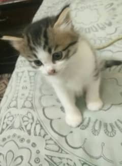 Cute kitten for sale.