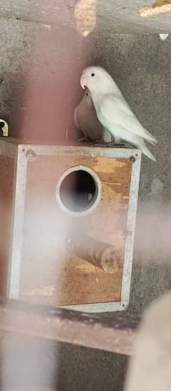 albino love birds pair available for sale