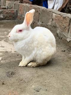 breader rabbits. 2 female 1 male