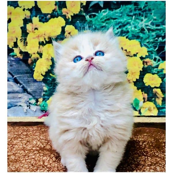 Persian triple coated punch face kitten available for sale 3