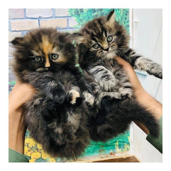 Persian triple coated punch face kitten available for sale 18