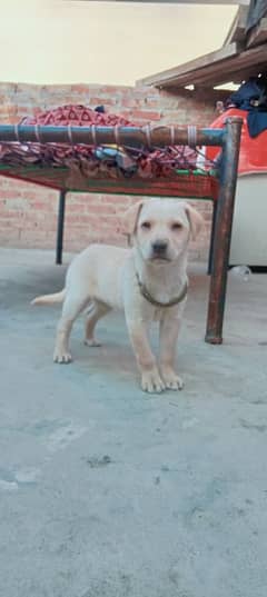 Labrador female puppy