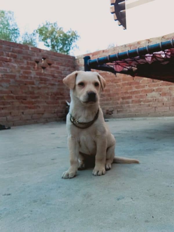 Labrador female puppy 2