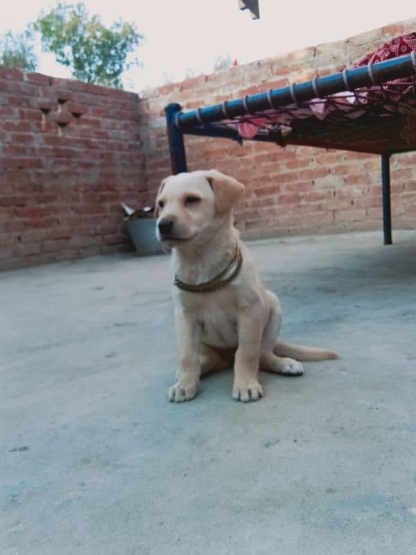 Labrador female puppy 5