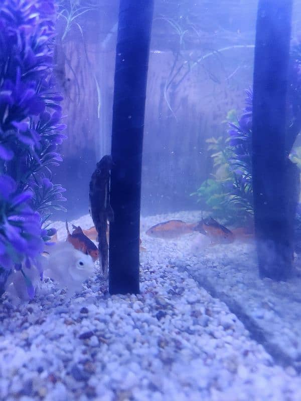 Fishes with aquarium 4