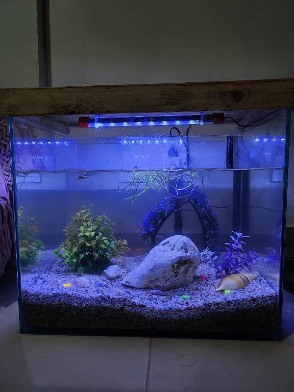 Fishes with aquarium 6