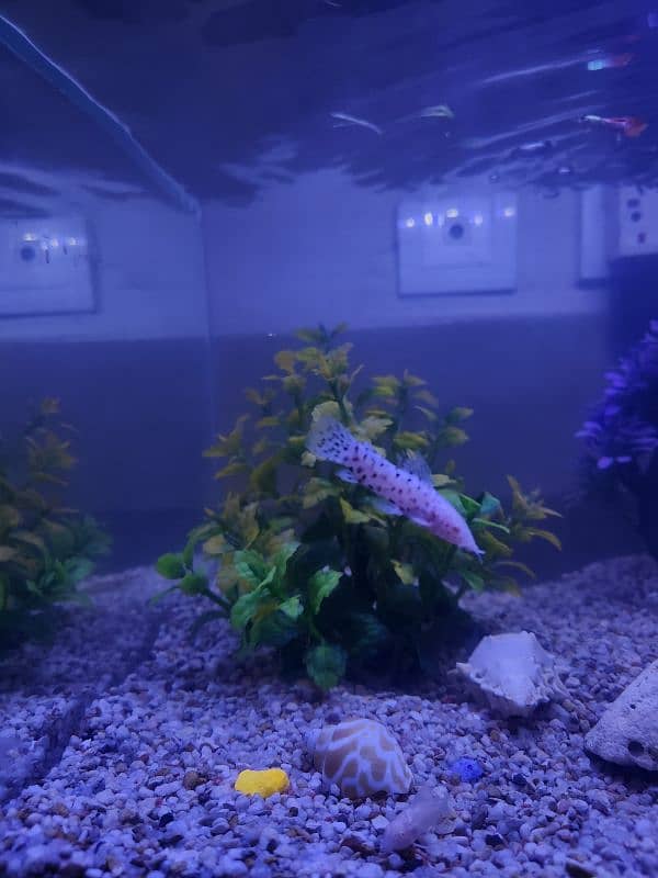 Fishes with aquarium 8