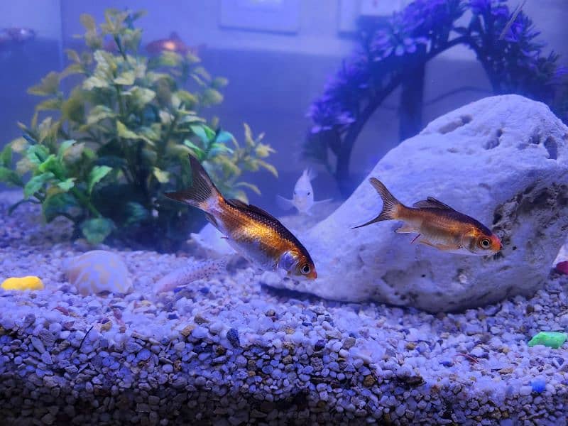 Fishes with aquarium 10